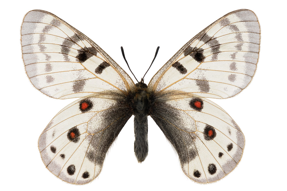 Kirgisische Apollofalter  60 mm Flügelspannweite